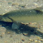 ups, Fische gibts hier auch..