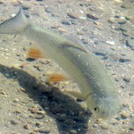 ups, Fische gibts hier auch..